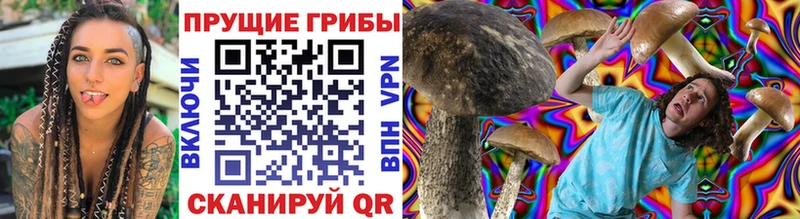 где можно купить   Старая Русса  Псилоцибиновые грибы Psilocybe 